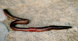 Earthworm
