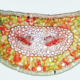 Напречен разрез на листо от бор, оцветен в конго червено и хризоидин (целулозата е чевена, лининът - жълт)