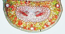 Cross section of Scots pine leaf stained with Congo red and&nbsp;chrysoidine (cellulose appears red, lignin is yellow)