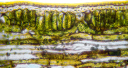 Section of a leaf blade