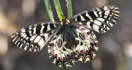 Southern Festoon