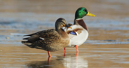 Mallards