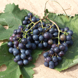 Grapes