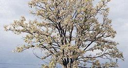 Robinia tree in bloom