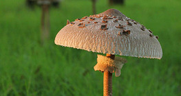 Parasol mushroom