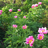 Цветовете на шипката