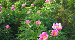 Flowers of the dog-rose