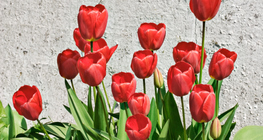 Tulips