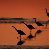 Herons in the sunset