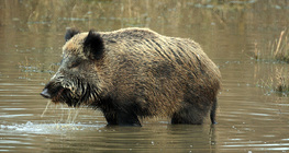 Wild boar