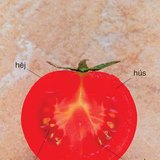 A paradicsom bogyótermése