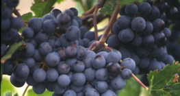 Grapes