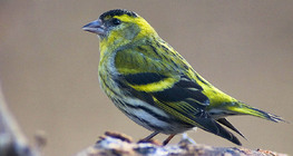 Eurasian siskin