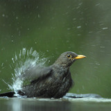 Common blackbird (male) bathing