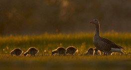 Greylag goose with goslings