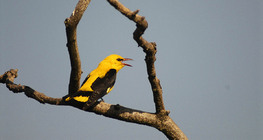 Eurasian golden oriole (male)