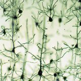 Neurons of the cerebral cortex