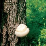 Дървесна гъба