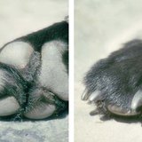 Dog paws
