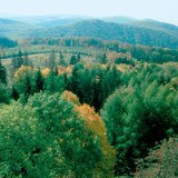 Deciduous forest, a terrestrial biome found in the temperate region