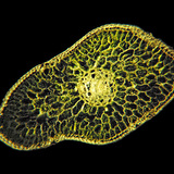 銀色の葉の断面