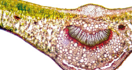 Leaf cross section with vein