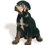 Унгарско гонче