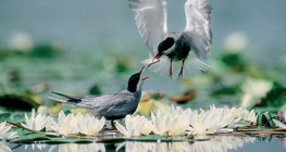 Whiskered terns with catch