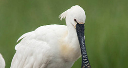Eurasian spoonbill