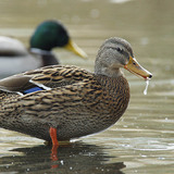 Mallard