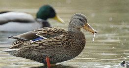 Mallard