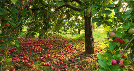 Apple tree