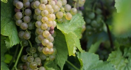 Grapes