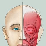 Лицеви (или мимически) мускули