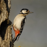 Great spotted woodpecker