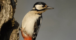 Great spotted woodpecker