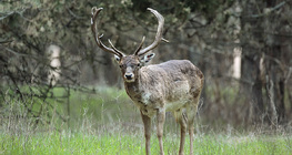 Fallow deer