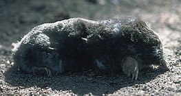 European mole