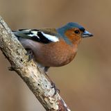 Common chaffinch