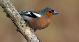 Common chaffinch