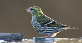 Eurasian siskin juvenile