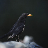 Common blackbird (male)