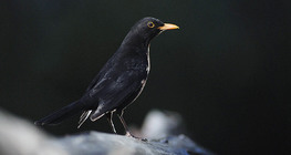 Common blackbird (male)