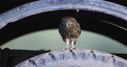 Little owl on a truck tire
