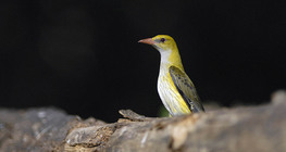 Eurasian golden oriole (female)
