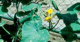 Cucumber plant