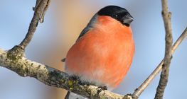 Eurasian bullfinch