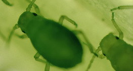 Aphids