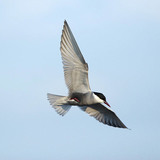 Flying whiskered tern