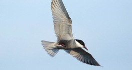 Flying whiskered tern